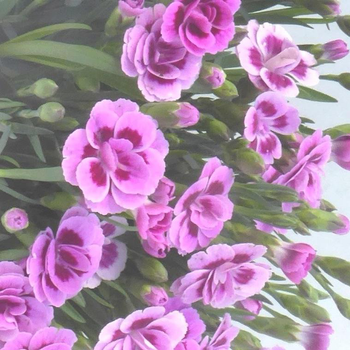 Visuel 1 du produit Œillet nain Pink Kisses® - La jardinière de 40 cm