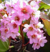 Visuel 1 du produit Bergénia - Le pot de 1 litre