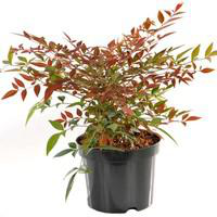 Visuel 1 du produit Nandina Domestica rouge en pot