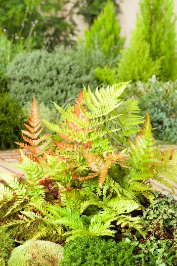 Visuel 1 du produit Fougère Dryopteris erythrosora - Le pot de 2 litres