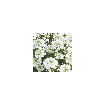 Visuel 1 du produit Iberis Sempervirens. Le pot de 12 cm