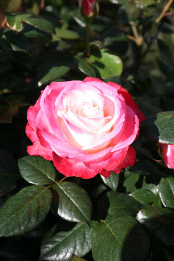Visuel 1 du produit Rosier La Garçonne® 'Taneiglat' - Le pot de 3 litres