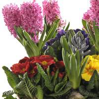 Visuel 1 du produit Composition jacinthes et primevères multicolores. La coupe