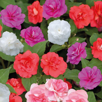 Visuel 1 du produit Impatiens double - La barquette de 4 plants