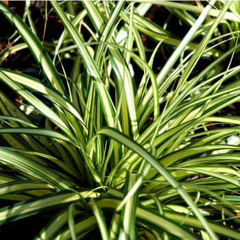 Visuel 1 du produit Laîche ou Carex au feuillage multicolore. Le pot de 4 litres