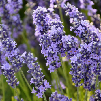 Visuel 1 du produit Lavande Angustifolia coloris violet – 3 L