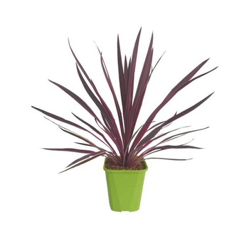 Visuel 1 du produit Cordyline Pink Passion en pot de 4 litres