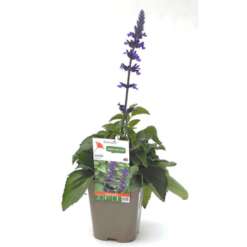 Visuel 1 du produit Sauge Mystic bleue - Le pot de 12 x 12 cm