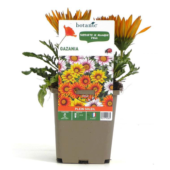 Visuel 1 du produit Gazania - Le pot de 9 x 9 cm