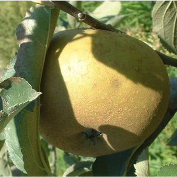Visuel 1 du produit Pommier Grise Du Canada. Le pot de 10 litres forme gobelet
