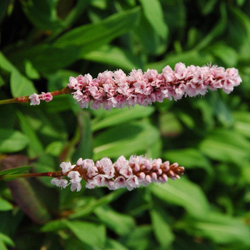 Visuel 1 du produit Persicaria Amplexicaule - Le pot de 2 litres