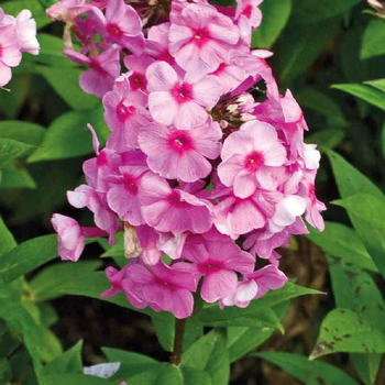 Visuel 1 du produit Phlox Paniculata Rose - Le pot de 9 x 9 cm