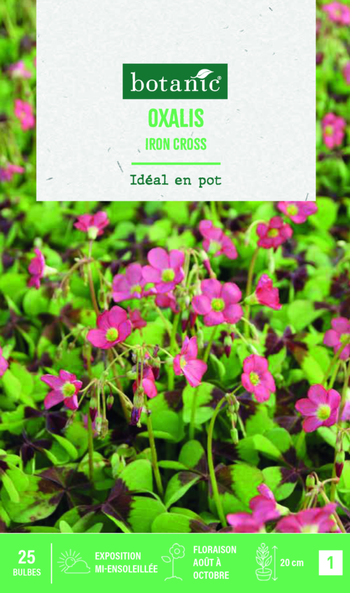 Visuel 1 du produit Bulbes de fleurs Oxalis deppei Iron Cross botanic® – 32 bulbes