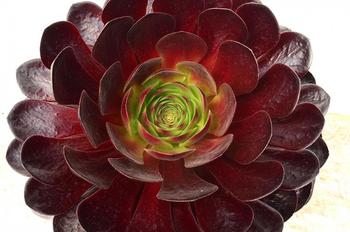 Visuel 1 du produit Semponium collection Surreal®. Le pot de 3,5 litres