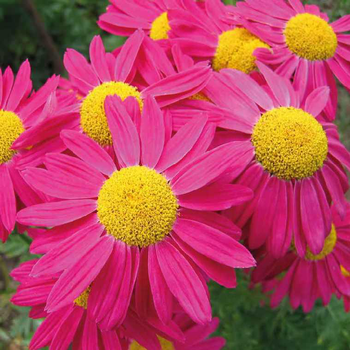 Visuel 1 du produit Pyrethrum Coccineum - Le pot de 9 x 9 cm