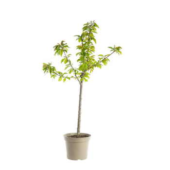 Visuel 1 du produit Cerisier Big Cœur De Pigeon forme gobelet - le pot de 12 litres