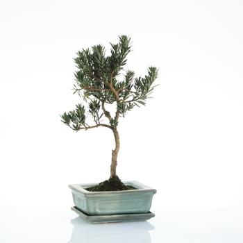Visuel 1 du produit Bonsaï Podocarpus botanic® taille 1,2. Le pot