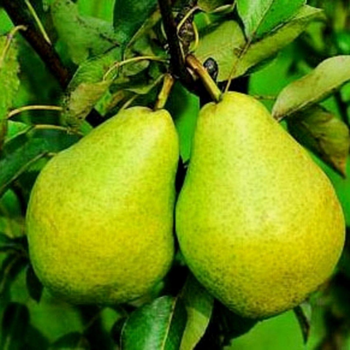 Visuel 1 du produit Poirier Docteur Jules Guyot. Le pot de 10 litres forme gobelet