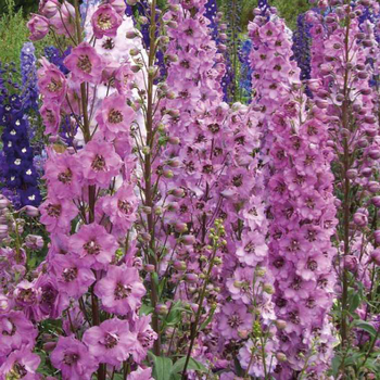 Visuel 1 du produit Pied D'Alouette Rose - Le pot de 9 x 9 cm