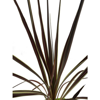 Visuel 1 du produit Cordyline Australis Electric Flash. Le pot de 3 litres