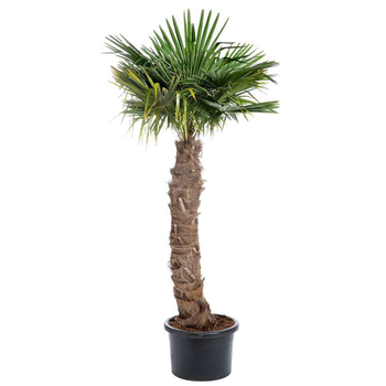 Visuel 1 du produit Palmier Trachycarpus 150/175 cm en pot de 90 L