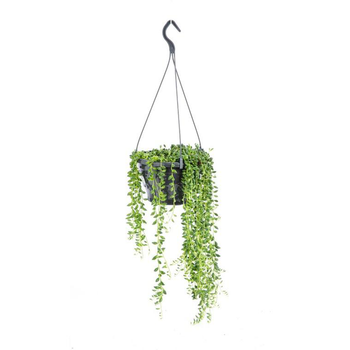 Visuel 1 du produit Senecio Herreanus suspension Ø12xH25 cm