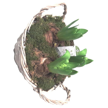 Visuel 1 du produit Jacinthes x3 panier mousse - La composition