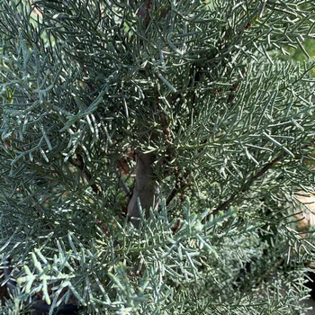 Visuel 1 du produit Cyprès de l'Arizona Fastigiata 1/4 tige. Le pot de 9 litres