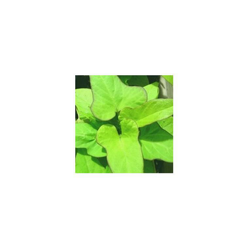 Visuel 1 du produit Ipomée à feuillage décoratif - Le pot de 1 litre