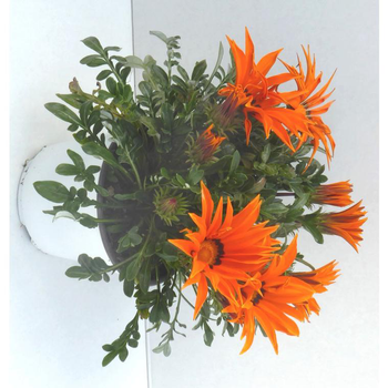 Visuel 1 du produit Gazania - Le pot de 1 litre