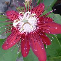 Visuel 1 du produit Fleur de la passion - Le pot de 2 litres