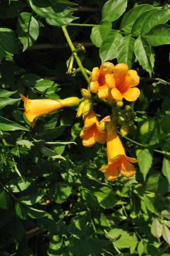 Visuel 1 du produit Campsis Golden Trumpet ou bignone orange. Le pot de 6 litres, forme pyramide