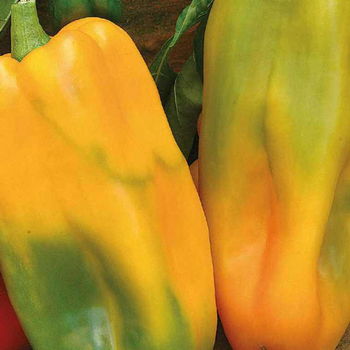 Visuel 1 du produit Poivron Jaune Petit Marseillais Bio. Le pot de 10,5 cm