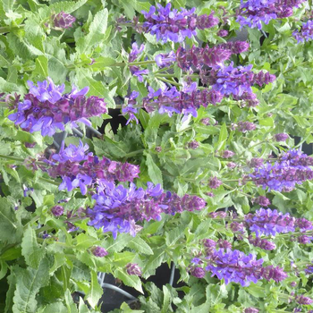 Visuel 1 du produit Sauge Nemerosa Varié - Le pot de 7,5 litres