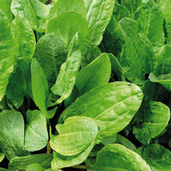 Visuel 1 du produit Oseille Verte 'Large De Belleville' Bio. Le pot de 1 litre