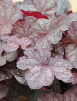 Visuel 1 du produit Heuchère - Le pot diam 12 cm