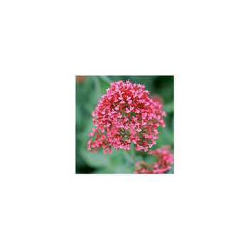 Visuel 1 du produit Valériane vivace - Le pot de 2 litres