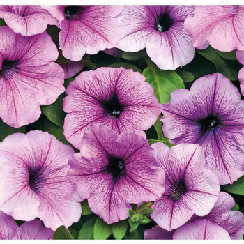 Visuel 1 du produit Pétunia Easywave Plum Vein - Le pot de 12 x 12 cm