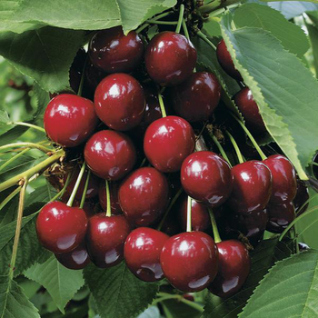 Visuel 1 du produit Cerisier Summit Bio. Le pot de 12 litres, forme gobelet