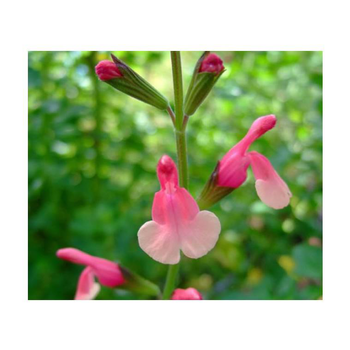 Visuel 1 du produit Sauge Salvia x greggi Flamenco Rose - Le pot de 5 litres