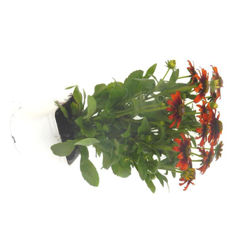 Visuel 1 du produit Echinacea Purpurea - Le pot de 3 litres