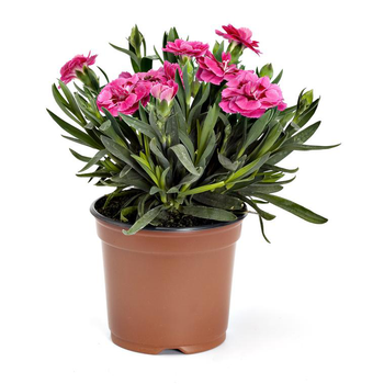 Visuel 1 du produit Oeillet Telnelken - Le pot de 10.5 cm