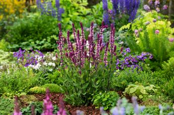 Visuel 1 du produit Sauge des bois ‘Caradonna’ - Le pot de 2 litres