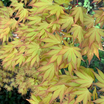 Visuel 1 du produit Erable du Japon (Acer Palmatum Greffe) Orange Dream. Le pot 3 litres