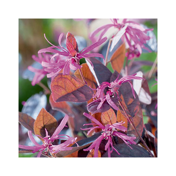 Visuel 1 du produit Loropetalum chinense fire dance coloris violet. Le pot de 10 litres