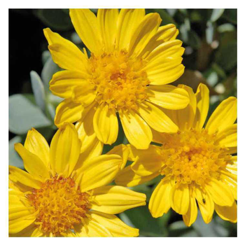 Visuel 1 du produit Queue de castor jaune - Le pot de 9 x 9 cm