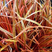 Visuel 1 du produit Uncinia Rubra - Le pot de 2,5 litres