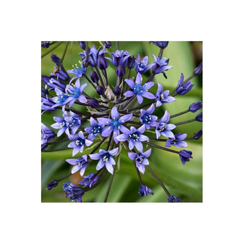 Visuel 1 du produit Scille du Pérou - Le pot de 10,5 cm