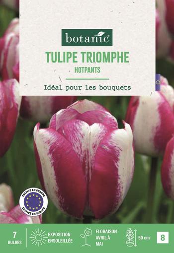 Visuel 1 du produit Bulbes de fleurs Tulipe triomphe Hotpants blanc et rose botanic® - 7 bulbes