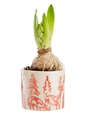 Visuel 1 du produit Jacinthe blanche. Le pot Ø 8 cm décor renne.